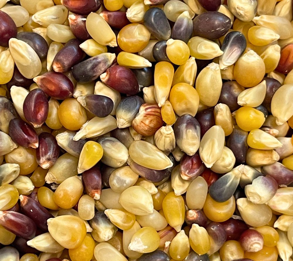 Everly Grace Pumpkin Time Popcornkörner online bei Ryan's Specialties kaufen – Gourmet-Popcornmais aus den USA, perfekt für knusprigen Herbstgenuss.