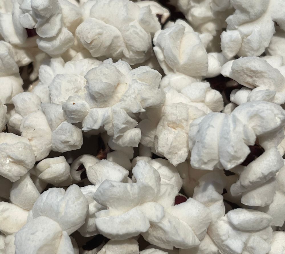 Everly Grace Christmas Crunch Popcornkörner kaufen bei Ryan’s Specialties: Gourmet-Mais für festliche, knusprige Popcornkreationen – perfekt für Weihnachten.