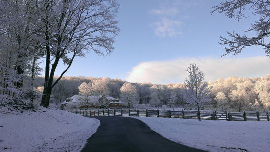 Alles was Sie über Ahornsirup wissen müssen  - Von der Entstehung bis zur Flasche